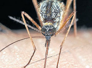 Ten dengue cases in City in two days