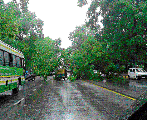 A tree falls on an autorickshaw in Mandi House area after heavy rain. dh photo/chaman gautam