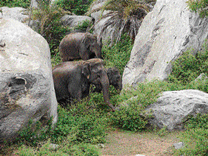 Jumbo attack death toll rises to four