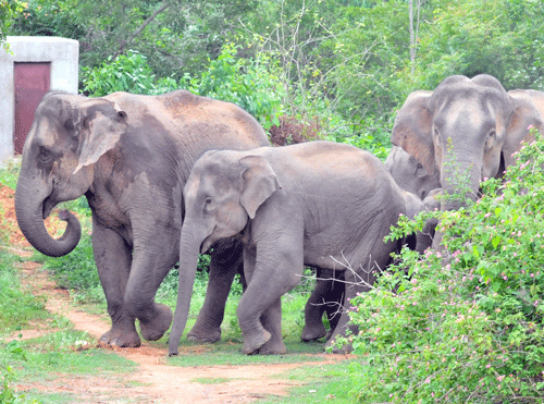 A herd of 15 wild elephants, including four calves, were sent into into the forest corridor from where they strayed into the city's outskirts.