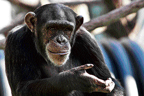 IN THE SHADOW OF MAN A chimpanzee at Lincoln Park Zoo. (Photo: Lincoln Park Zoo via NYT)