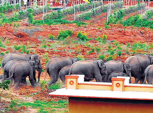 running wild: Enchroachment of forest lands has prompted elephants to seek new  migratory routes, which has led to their appearances around Bangalore. dh photo