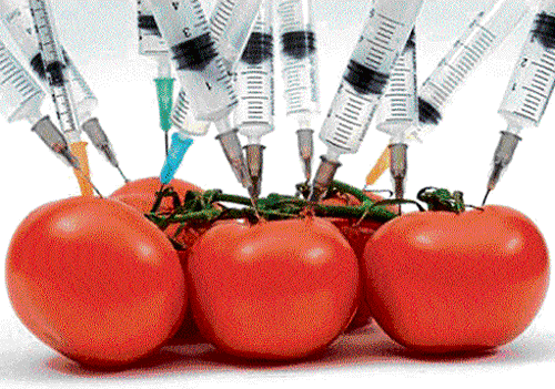 Hazardous: Genetically modified food if consumed can cause harmful affects in our body.