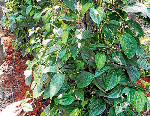 Agriculture research centre develops betel leaf seeds