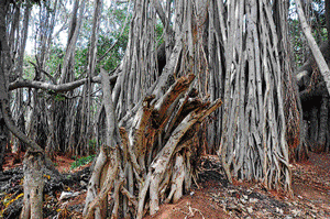 behemoth bites the dust: The damaged roots of the Big Banyan tree at Ramohalli.   dh photo/Srikanta Sharma