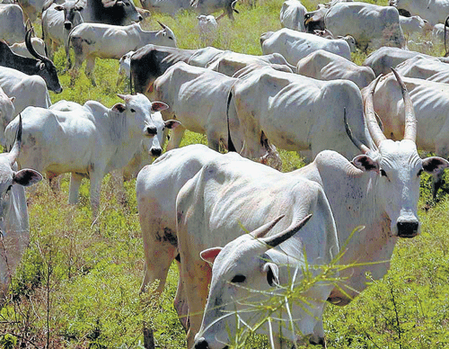 People from villages near the Bandipur Tiger Reserve want permission to graze their cattle in the forest. DH FILE&#8200;PHOTO
