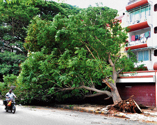 Inevitable: With complete asphaltation and concretisation, the roots weaken, causing the tree to fall. (DH&#8200;file photo)
