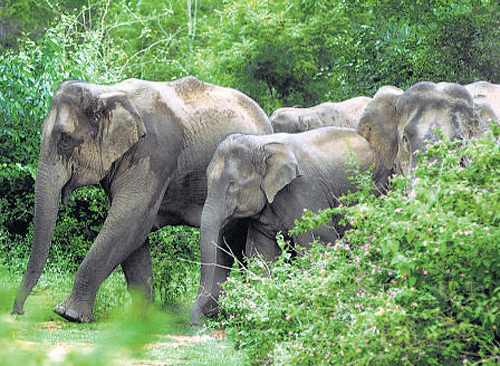 Stop encroachments along elephant corridor, says HC