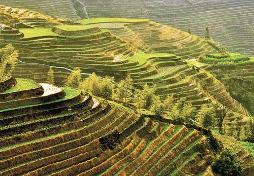 Grassy grandeur: The green Hani terraces in Honghe region.
