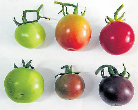 Regular tomatoes (first row) and transgenic tomatoes (second row) shown in green, semi-ripe and ripe stages.