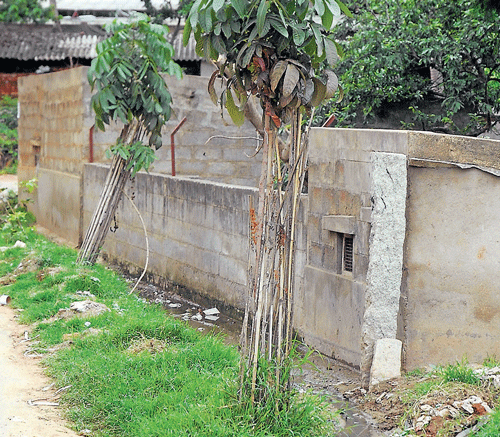 Green activists blame negligence on the part of Palike for withering of saplings. dh photo