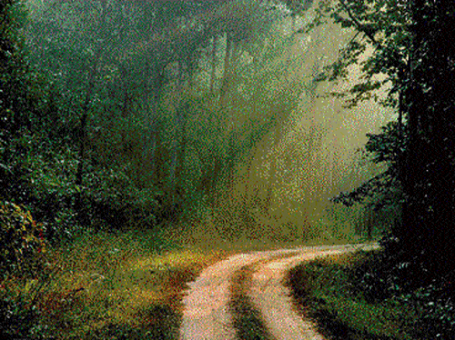Nature's poetry: The Kanha-Kisli forest in Madhya Pradesh where the novel is based.