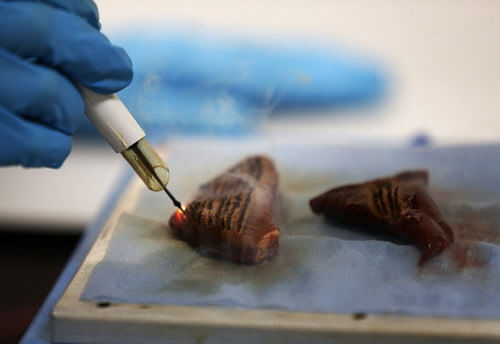 A member of 'intelligent knife' development team uses the knife on a piece of animal muscle during a demonstration at St Mary's Hospital in London, Wednesday, July 17, 2013. Surgeons may have a new way to smoke out cancer.An experimental surgical knife can help surgeons make sure they've removed all the cancerous tissue, doctors reported Wednesday. Surgeons typically use knives that vaporize tumors as they cut, producing a sharp-smelling smoke. The new knife analyzes the smoke and can instantly signal whether the tissue is cancerous or healthy.(AP Photo)