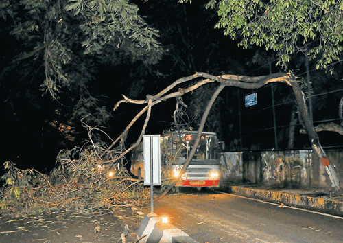 Watery day: A tree branch fell disrupting traffic in front of Aranya Bhavan at Malleswaram following heavy rain on Friday.  DH Photo