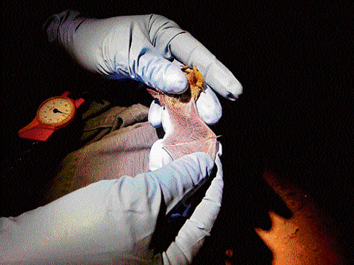 ticking bomb: Experts are testing bats as they try to trace the emergence of a deadly virus in the Middle East.  (photo: J H epstein via the nyt)