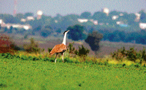 looking for help:The conversion of grasslands into farmlands are threatening bustards. file photos