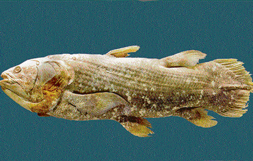 Star turn: Interest in the coelacanth has resurfaced as its genome sequence was worked out and made public recently. (Photo by author)