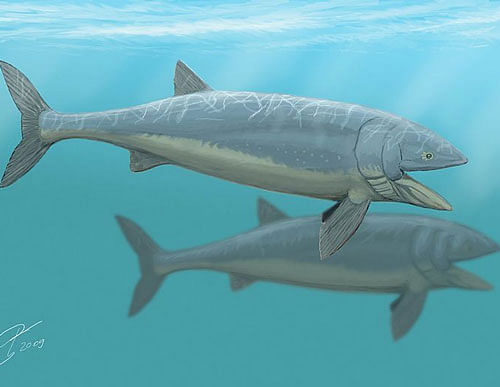 The first animal known to occupy this role was a large bony fish called Leedsichthys (in pic) that lived in the Middle Jurassic, around 165 million years ago. Wiki