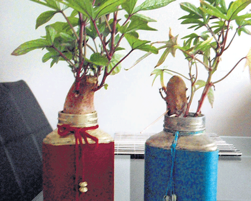 pretty : Specially designed plant holders.