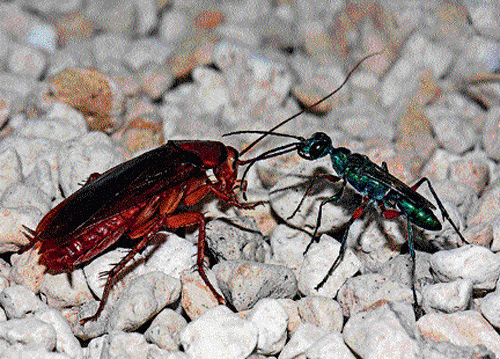 the big fight The wasp injects an  intoxicating venom to paralyse the cockroach. photo by author