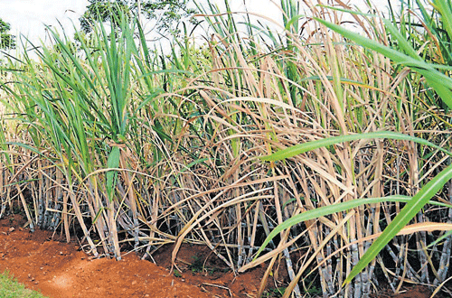 Sugarcane crop, owing to the pest of root grubs has dried up in parts of Chamarajanagar district.  DH PHOTO