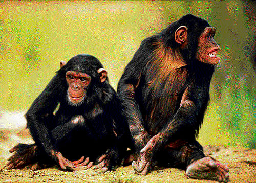 gene theory: A book suggests humans are not 98 pc chimps. (Photo: getty images)