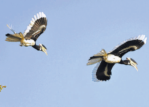 Malabar Pied Hornbills in flight.