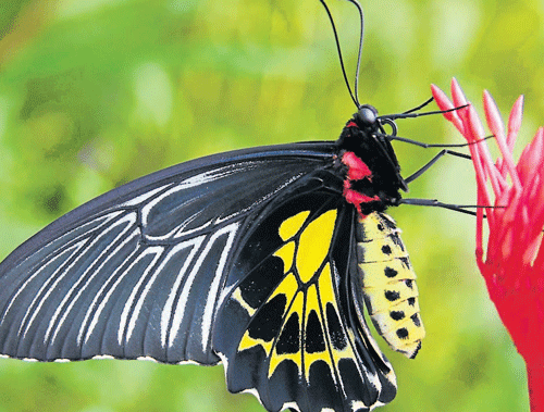 Butterfly paradise: Rare butterfly species such as Southern Birdwing
