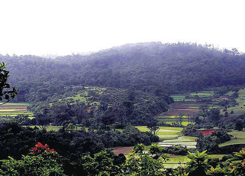 power centre: The proposed site of the Gundia hydel power project. dh file photo