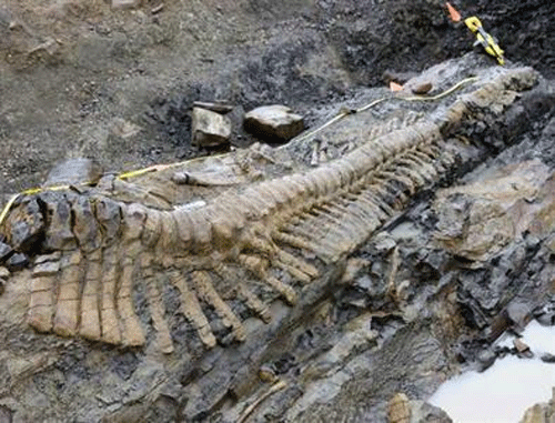 Dinosaur fossils unearthed in China