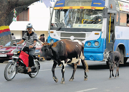 hurdle: Bovines are let out on roads, endangering their lives as well as obstructing movement of vehicles. dh photo