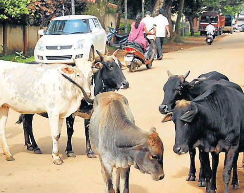 Stray cattle hinder vehicular traffic on K R Puram road in Hassan. DH PHOTO