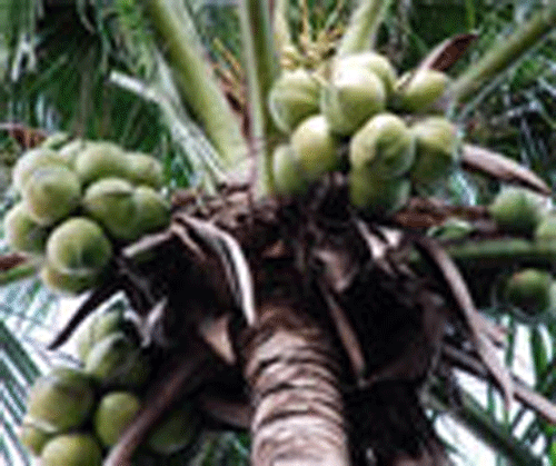 Govt to seek Rs 330 cr from Centre for coconut growers