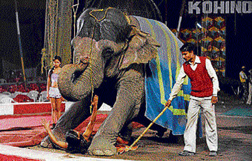 In this file photo, a woman artiste slides under an  elephant during a show at the Kohinoor Circus in Siliguri.