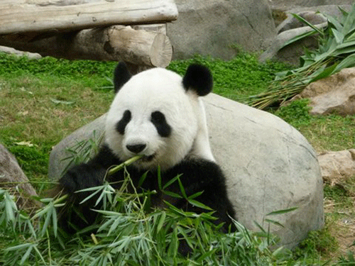 Panda gives birth to triplets in rare phenomenon