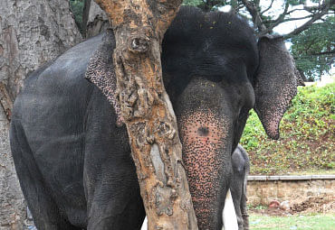 An 11-year-old boy was trampled to death today by a wild elephant. File photo