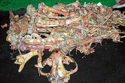 The body parts of tigers confiscated by the police. dh photo