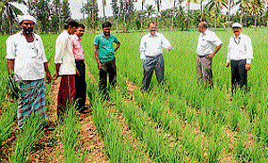 Farmers and officials inspecting the paddy crop grown using the Aerobic method at Mangala village in Mandya taluk.  dh photo