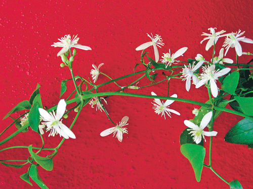 right choice Clematis and the Spathyphilum  (below) are ideal to grow in Bangalore weather.  (Photos by author)