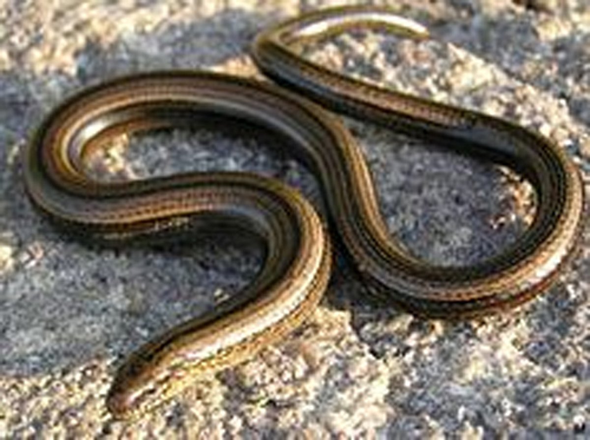 Footless Lizard Four new species of legless lizards discovered