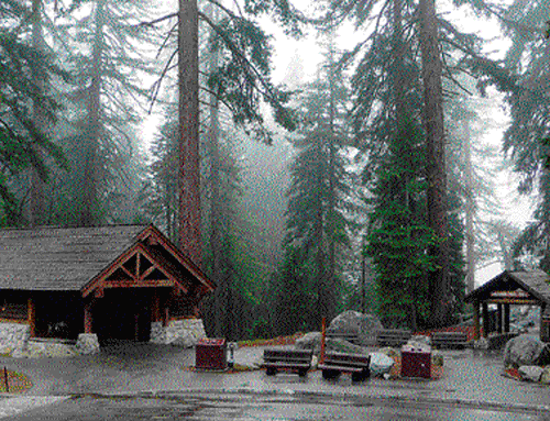 misty mystic: the Sequoia National Park in California. PHOTO By Author