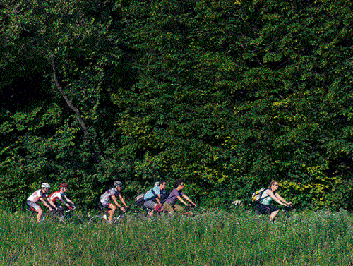 on the right path: Cyclists make their way through greenery. photo by author