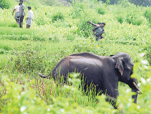 Instances of elephants straying into villages has been on the rise in Hassan district. DH Photo