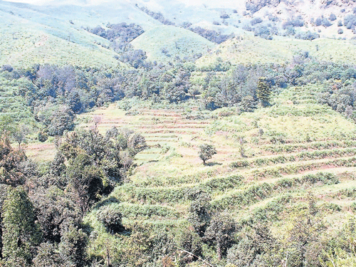 A view of encroached forest land in Chikmagalur. DH PHOTO