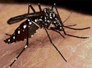 Posh addresses in Lutyens',hospitals breeding dengue mosquitoe