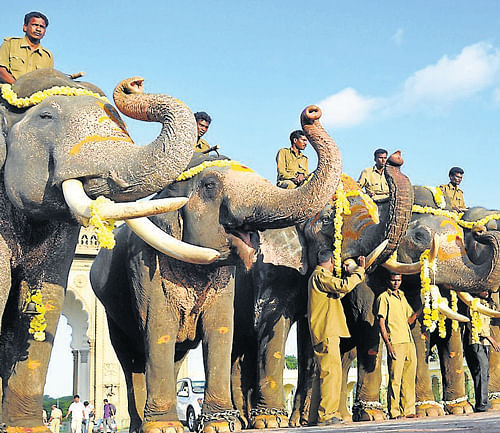 The second batch of Dasara elephants being formally welcomed at Jayamarthanda Gate at Amba Vilas Palace, in Mysore, on Tuesday. DH Photo
