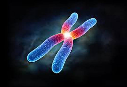 3D models show chromosomes not X-shaped as thought