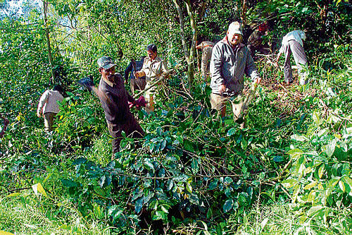 Forest department officials clear the 33 acre encroached land where coffee was grown in Indavara reserve forest near Chikmagalur, on Friday. dh photo