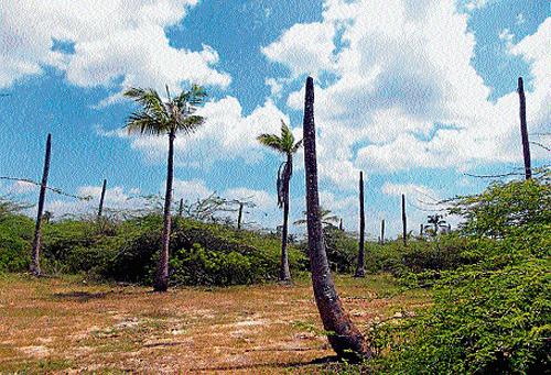Coconut trees have dried up following lack of rain in Bantaganahalli in Kadur taluk. dh photo