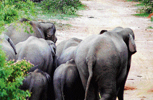 The High Court has issued a number of directions designed to ensure the safety and protection of elephants. DH file photo